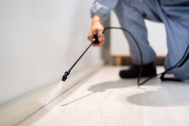 Bed Bug Pre-Treatment Preparation Assessment in Clarendon
