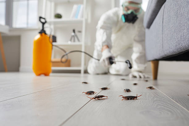 Post-Treatment Bed Bug Interceptor Monitoring in Clarendon
